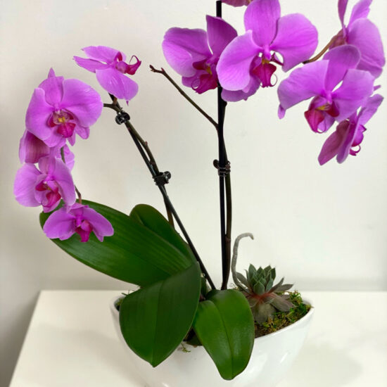Caring for Your Orchids in Frisco