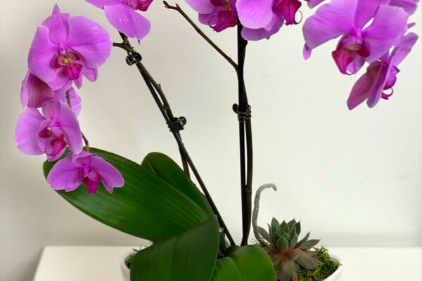 Caring for Your Orchids in Frisco