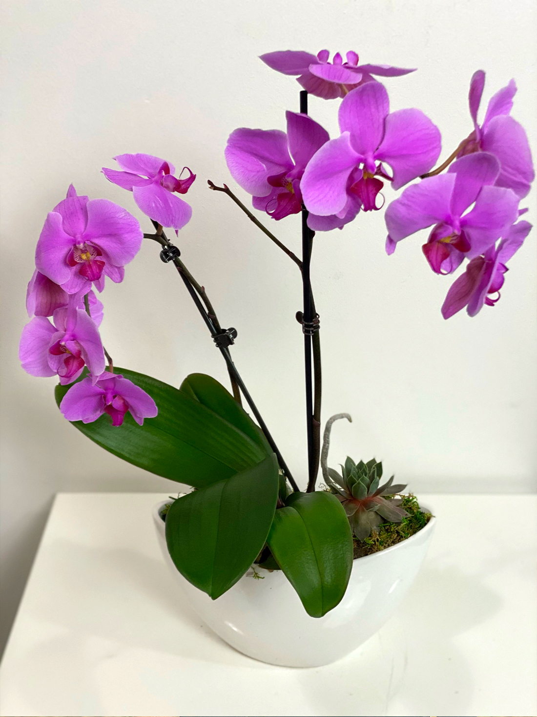 Caring for Your Orchids in Frisco