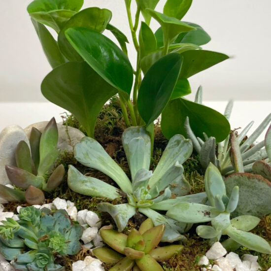 keeping succulents alive frisco texas luxe stems floral gallery