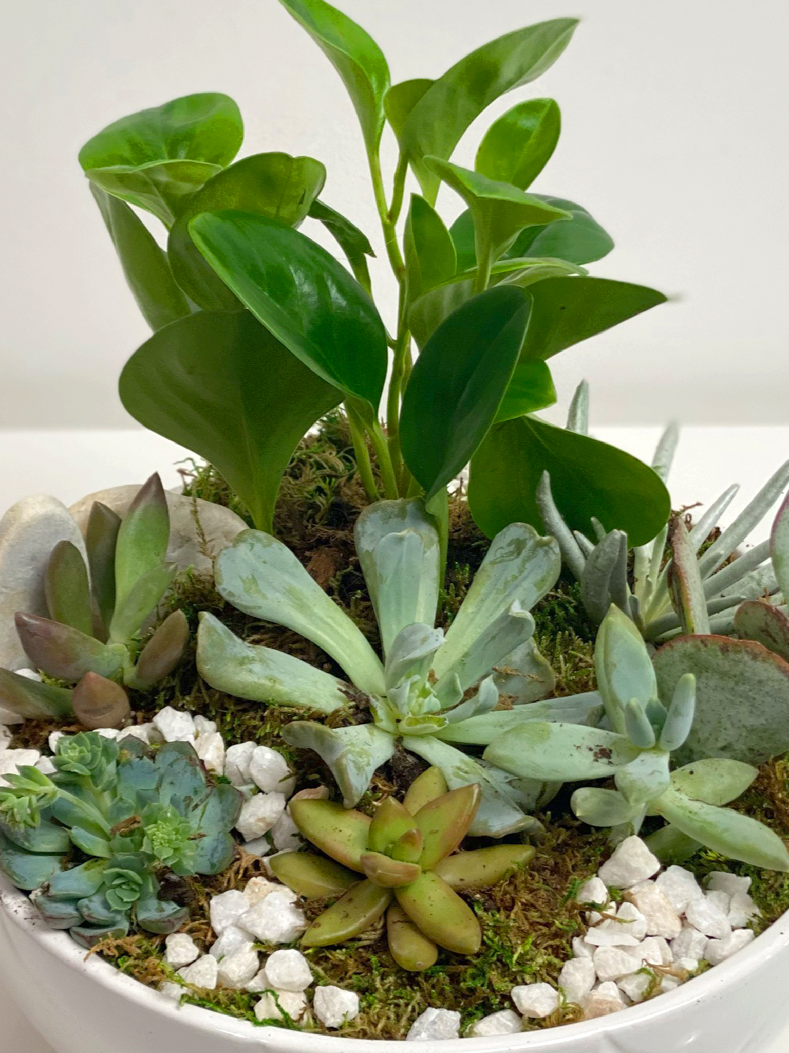 keeping succulents alive frisco texas luxe stems floral gallery