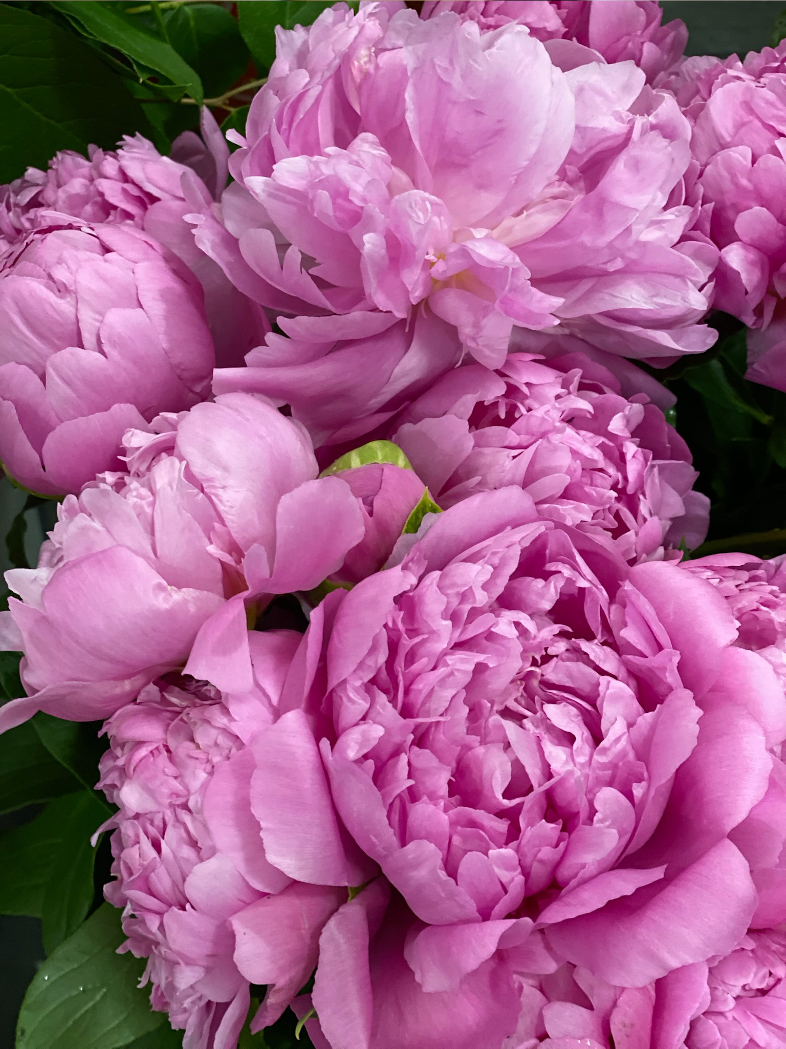 Five Best Spring Flowers Luxe Stems